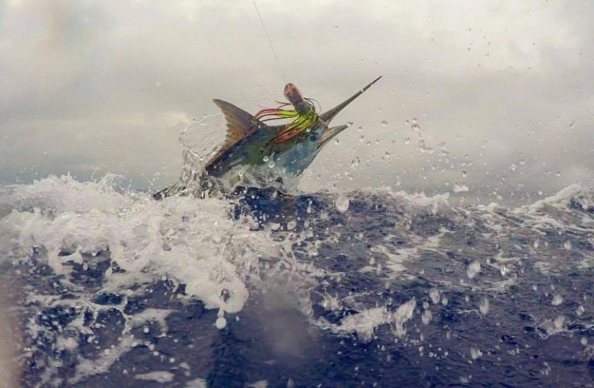 Hemingway Marlin Charter