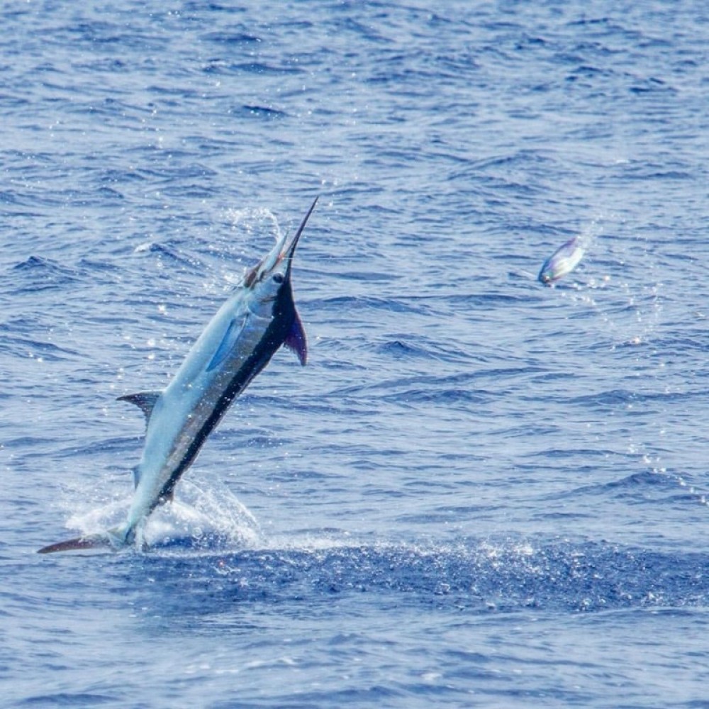 Hemingway Marlin Charter - Kailua-Kona | Project Expedition