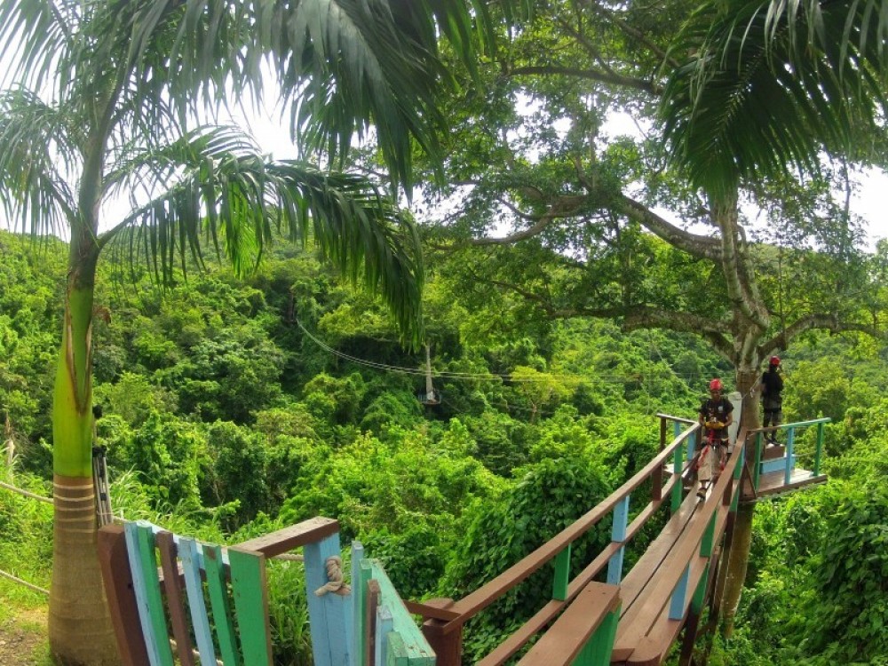 Rainforest Canopy Tour And Beach St Johns Project Expedition
