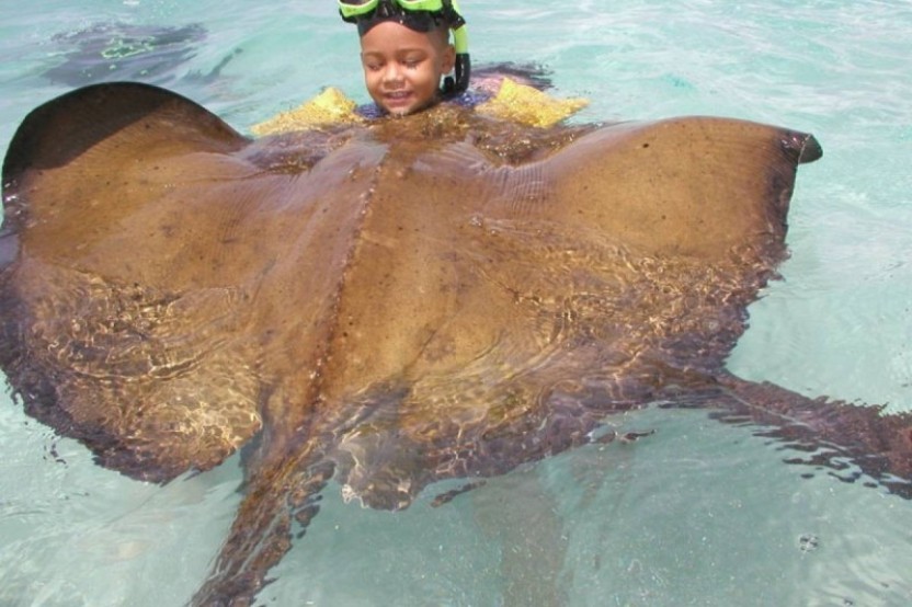 Amazing Sea Adventure