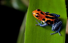 Greenway Nature Tours550