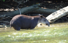 Greenway Nature Tours607