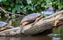 Greenway Nature Tours628