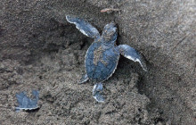 Greenway Nature Tours662