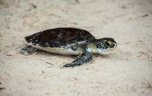 Greenway Nature Tours732