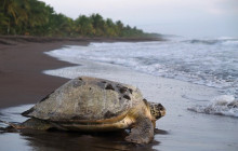 Greenway Nature Tours740