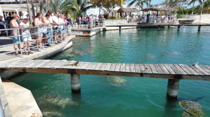 Stingray City & Turtle Farm Encounter