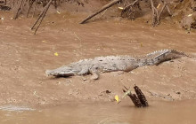 Greenway Nature Tours1081