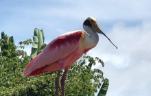 Greenway Nature Tours1089