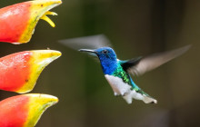 Greenway Nature Tours1167