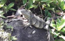 Greenway Nature Tours1174