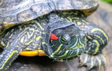 Greenway Nature Tours1177