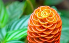 Greenway Nature Tours1185
