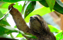 Greenway Nature Tours1190