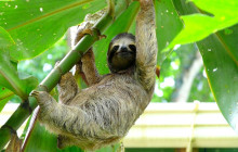 Greenway Nature Tours1194