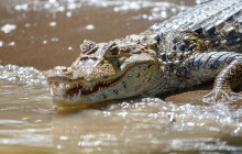 Greenway Nature Tours1200