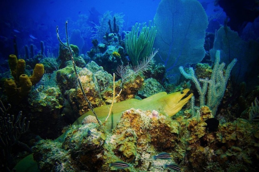 Small Group Cayman Eco Boat Tour with Stingray City