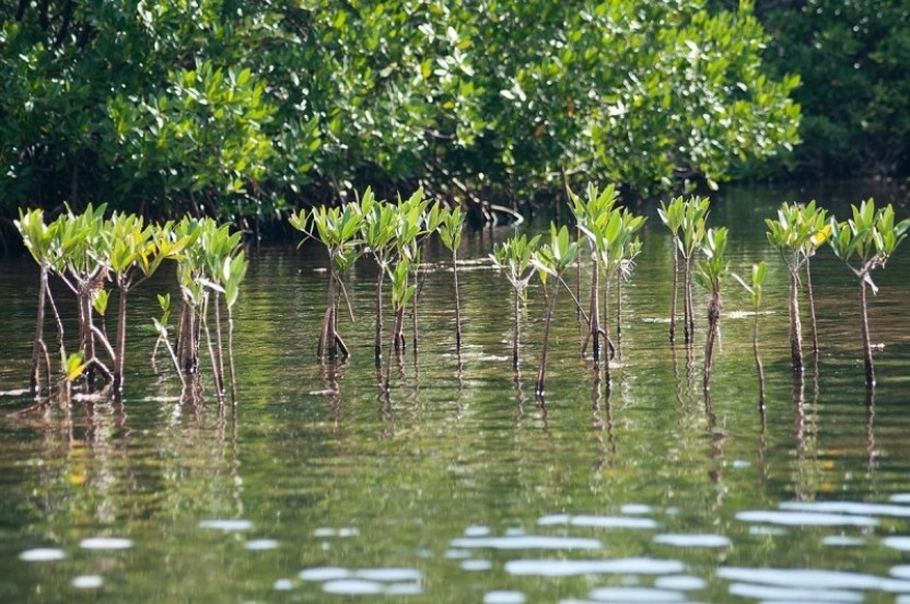 Small Group Cayman Eco Boat Tour with Stingray City