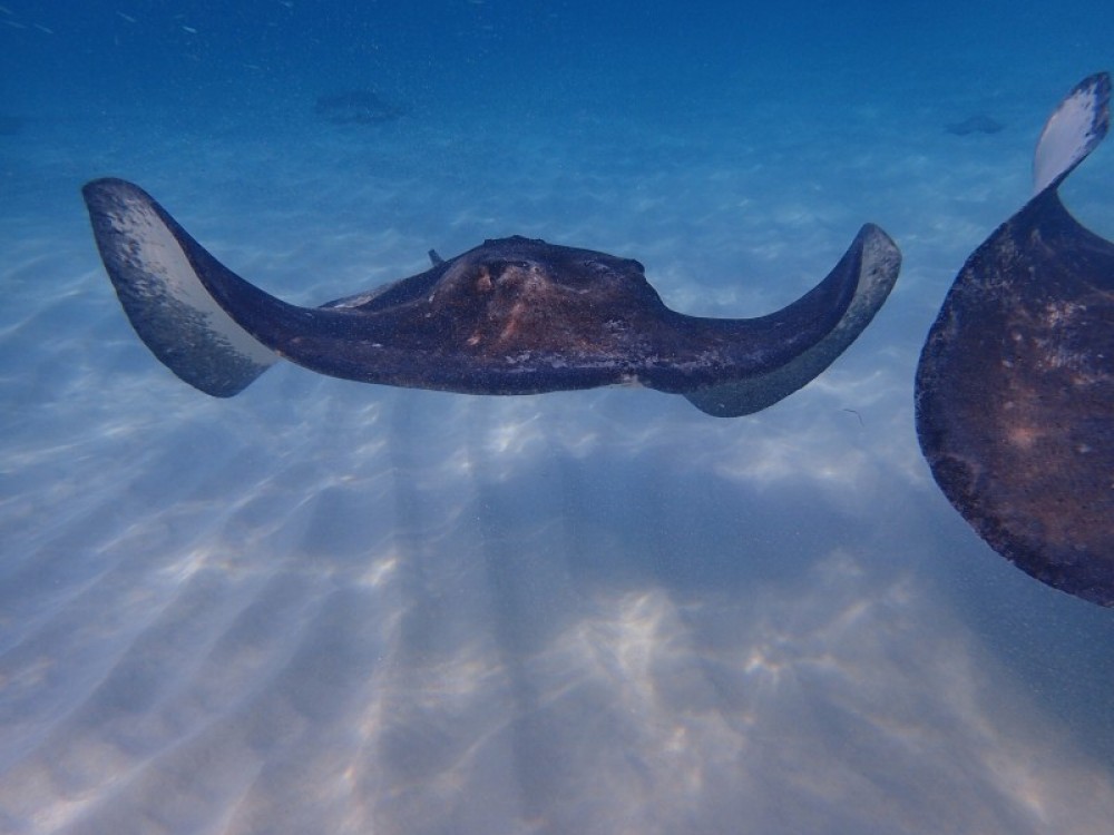 Small Group Cayman Eco Boat Tour with Stingray City