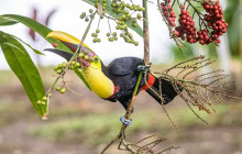Greenway Nature Tours1229