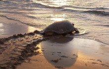 Greenway Nature Tours1282