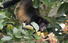 Greenway Nature Tours1298