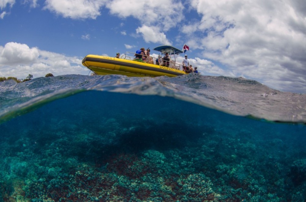 Snorkeling with Wild Spinner Dolphins in Oahu Honolulu Project