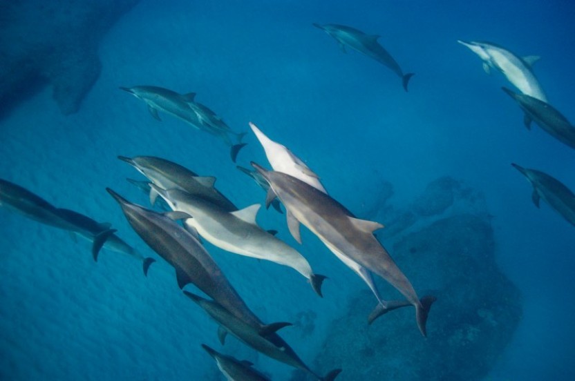 Snorkeling with Wild Spinner Dolphins in Oahu