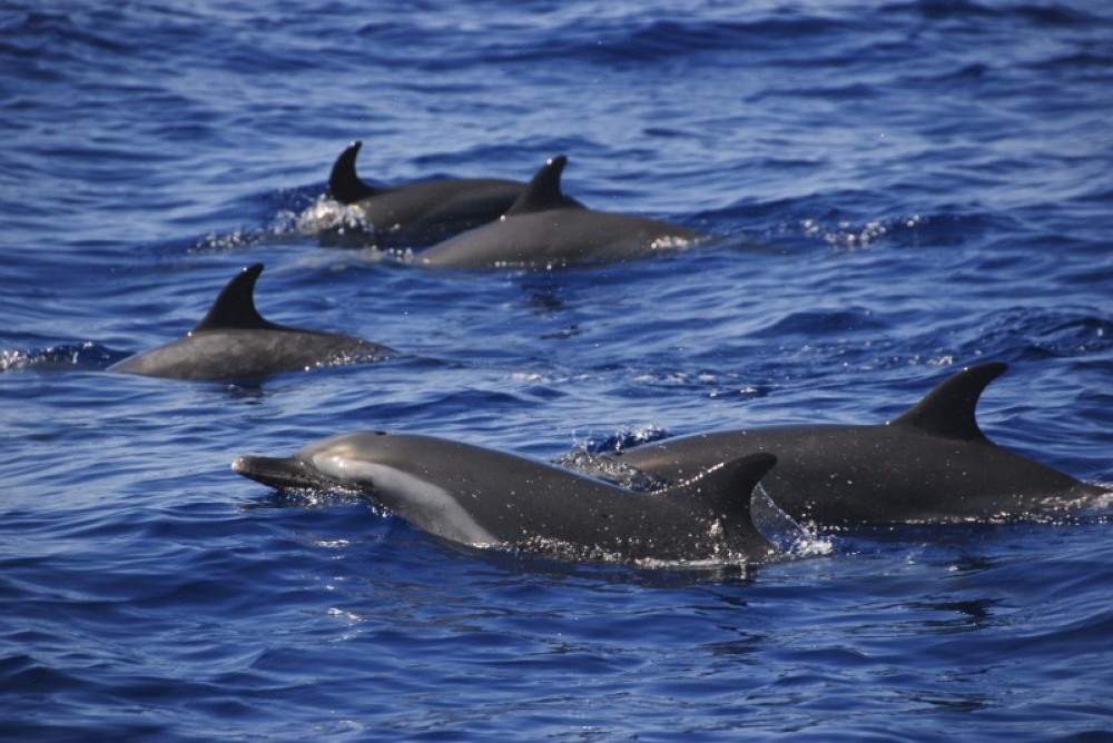 Snorkeling with Wild Spinner Dolphins in Oahu Honolulu Project