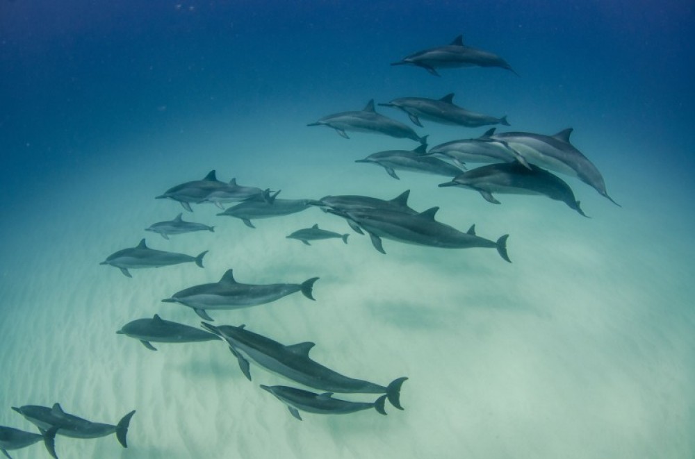 Snorkeling with Wild Spinner Dolphins in Oahu Honolulu Project