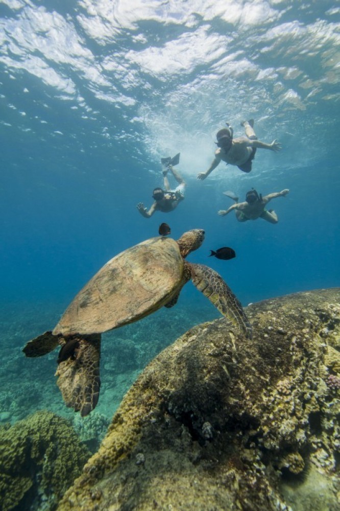 Dolphin Excursion and Snorkeling in Oahu Honolulu Project Expedition