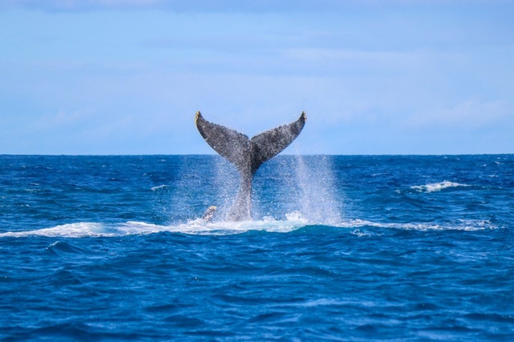 Dolphin Excursions Hawaii Project Expedition