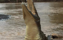 Greenway Nature Tours1366