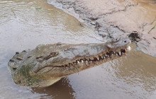 Greenway Nature Tours1376