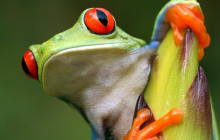 Greenway Nature Tours1384