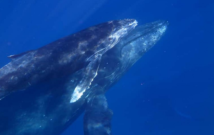 Olowalu Whale Watch, Kayak & Snorkel