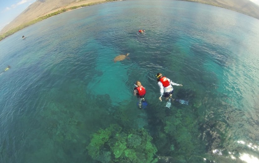 The Ultimate Maui Whale Watch