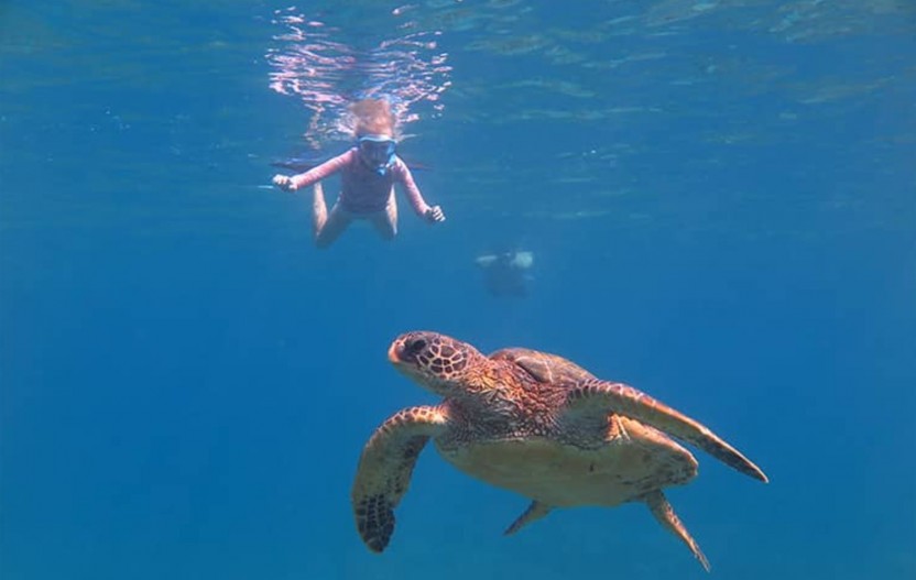 The Ultimate Maui Whale Watch
