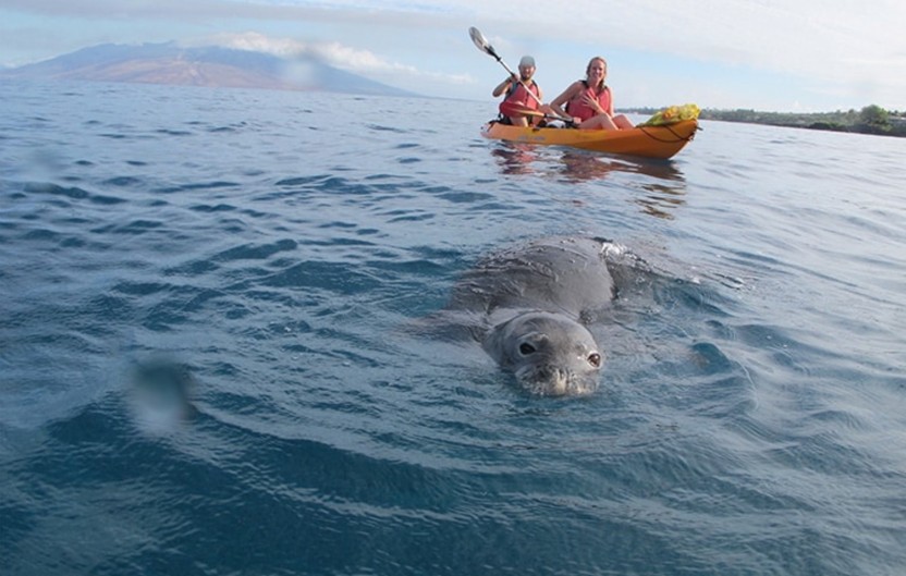 3 Hour Olowalu Kayak & Snorkel Tour