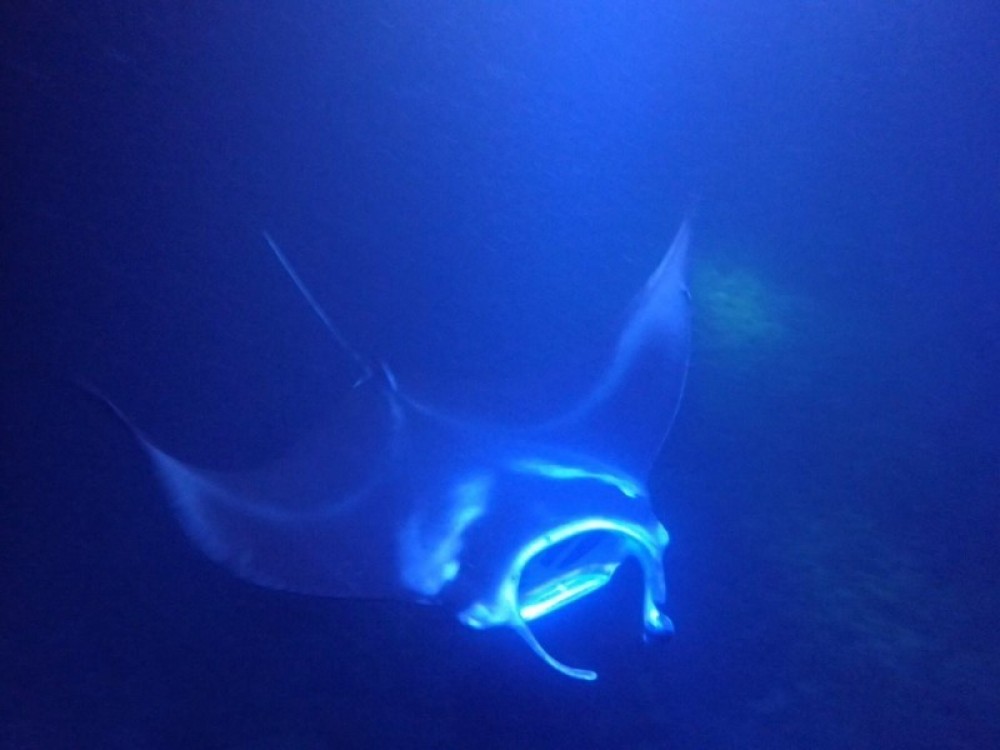 night swim with manta rays kona