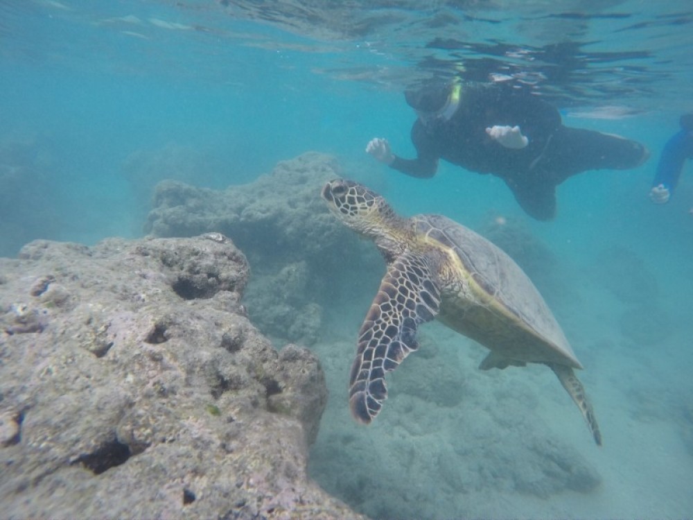 Honolulu Sail and Snorkel with Turtles Honolulu Project Expedition