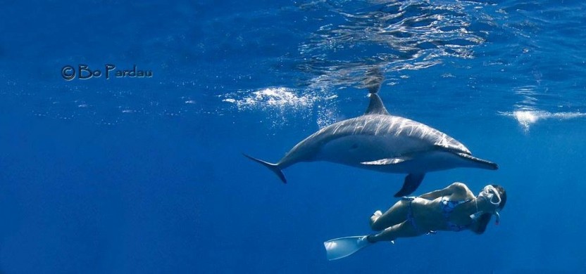 Deluxe Morning Wild Dolphin Swim and Kealakekua Bay Snorkel
