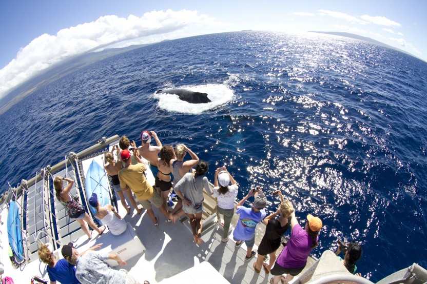 Welcome Home The Whales Ma’alaea