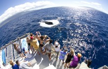 Whale Watching from Ma’alaea
