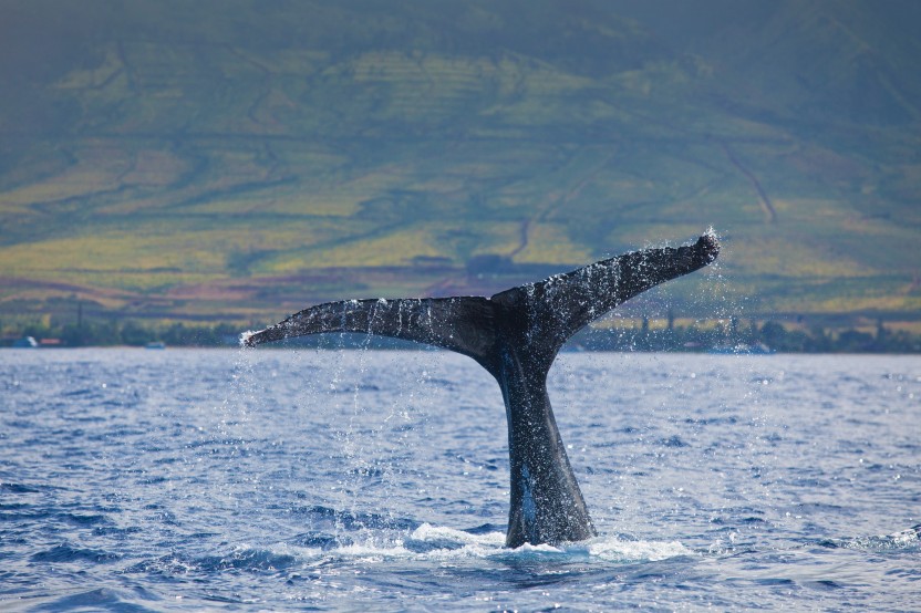 Afternoon - Whale Watching from Ma’alaea