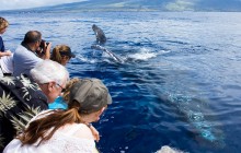 Whale Watching from Ma’alaea
