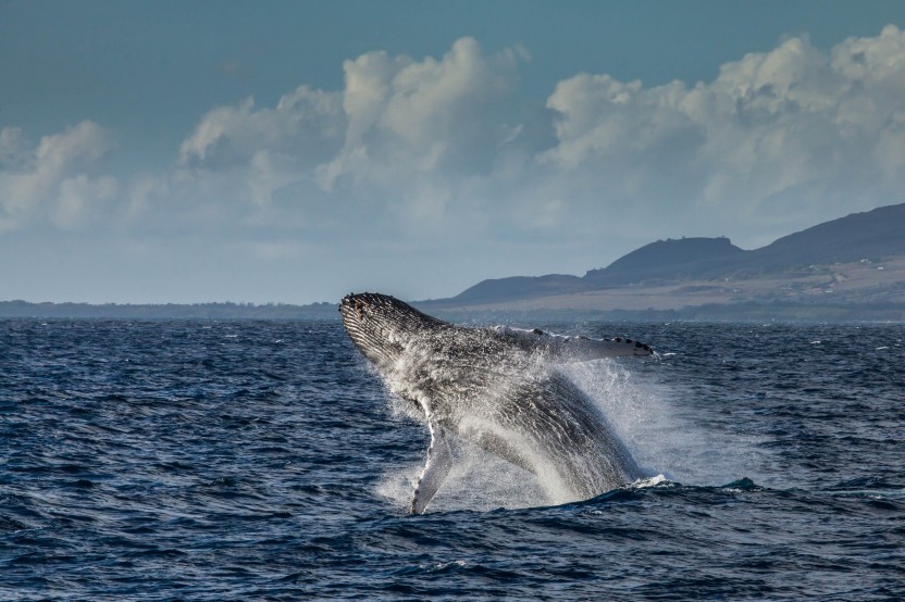 Morning - Whale Watch Sail from Maalaea