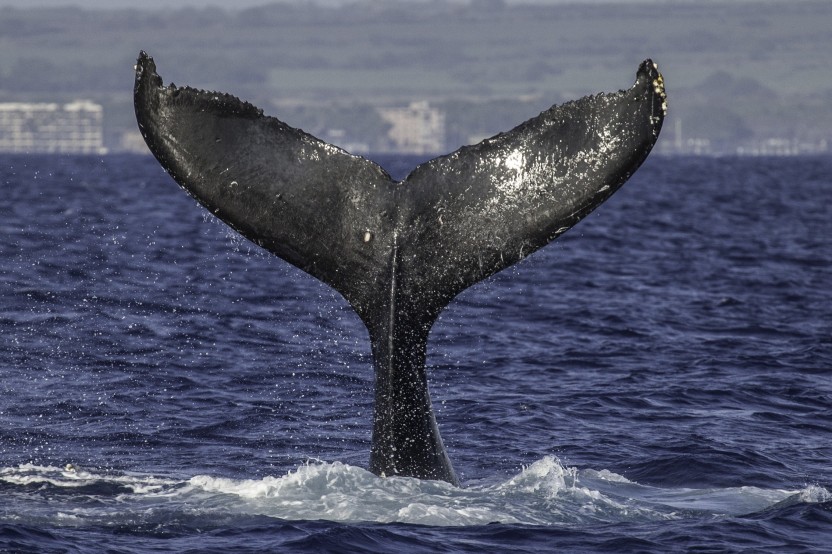 Morning - Whale Watch Sail from Maalaea