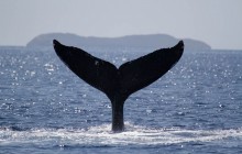 Whale Watch from Lahaina