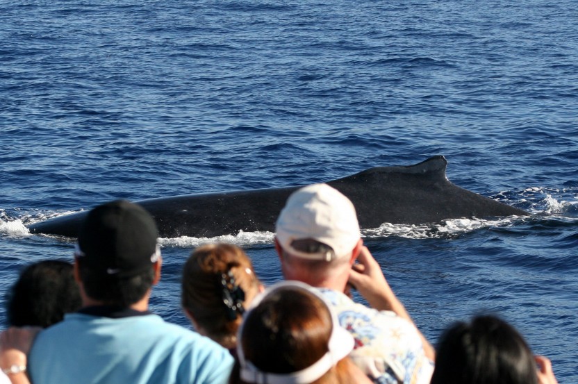 Exclusive Whale Watch with the Experts from Ma'alaea